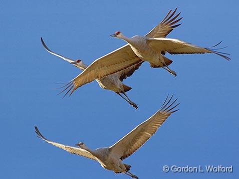 Sandhill Cranes_73205.jpg - Sandhill Cranes (Grus canadensis) in flightPhotographed in the Bosque del Apache National Wildlife Refuge near San Antonio, New Mexico, USA.